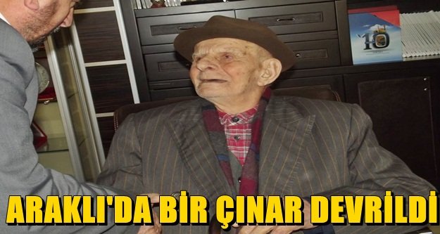 ARAKLI'DA BİR ÇINAR DEVRİLDİ