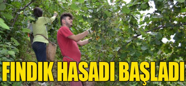 Karadeniz'de Fındık Hasadı Başladı...