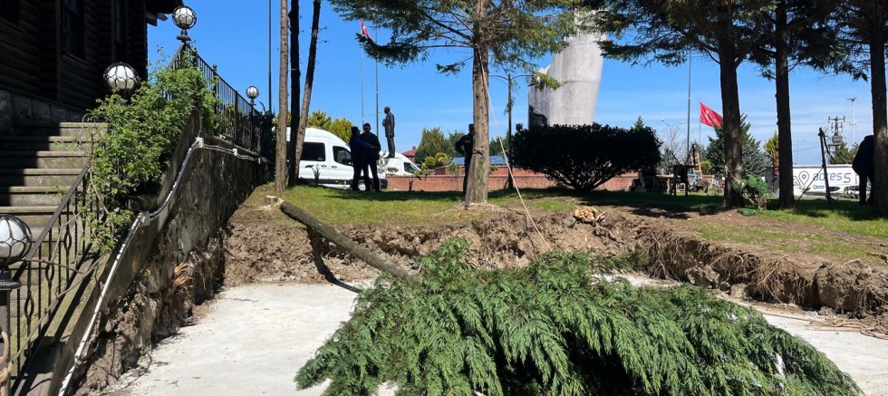 Rize Çayeli‘nde ağaç katliamı! - GÜNDEM