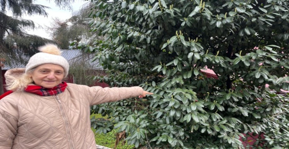 Şap Hastalığına Karayemişli Çözüm - EĞİTİM